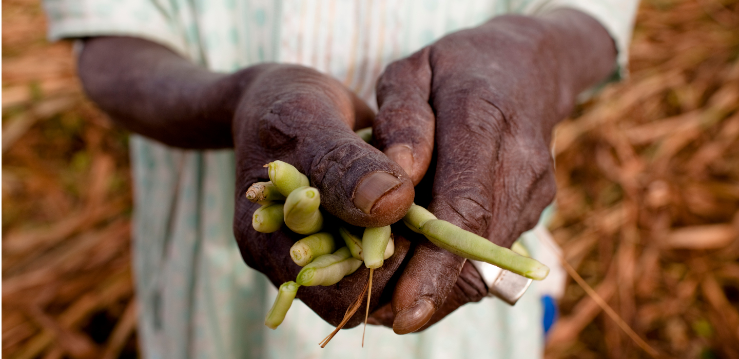 Mitigating the impact of COVID-19 on small-scale agriculture in The Gambia